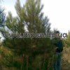 сосна крымская